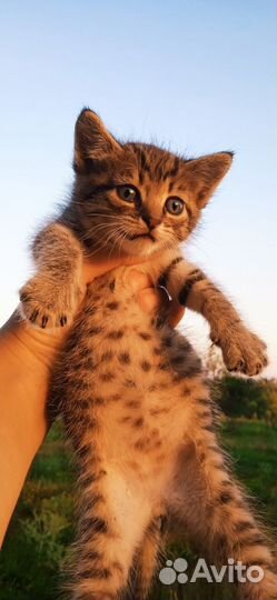 Котик в добрые руки