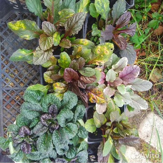 Живучка Сирень карликовая Стефанандра