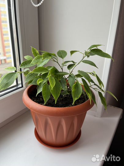 Фикус бенджамина