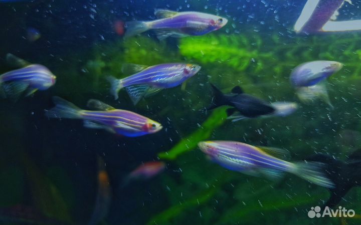 Данио Гло, Моллинезии