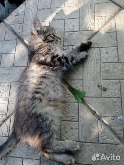 Отдам только в добрые руки