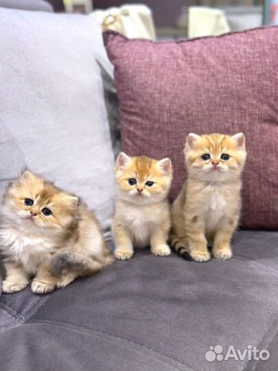 Котята британская золотая шиншилла