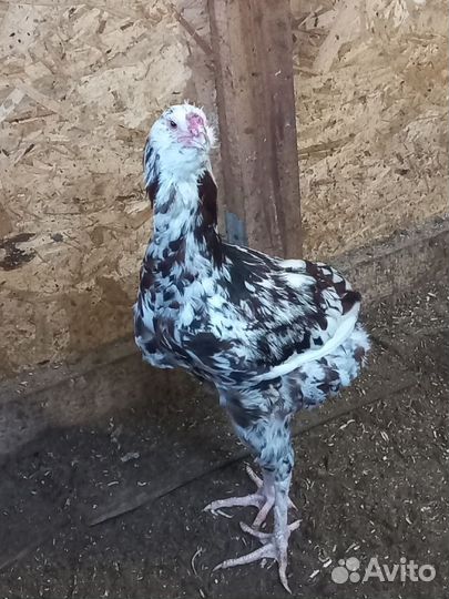 Орловские ситцевые, павловские золотые