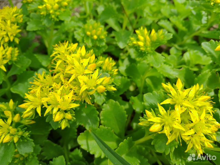 Очиток 2 вида