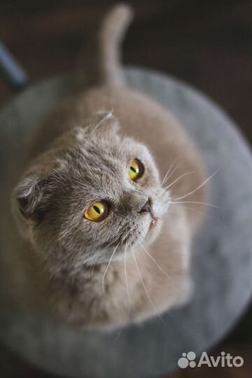 Кошка в хорошие руки
