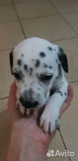 Щенки далматина