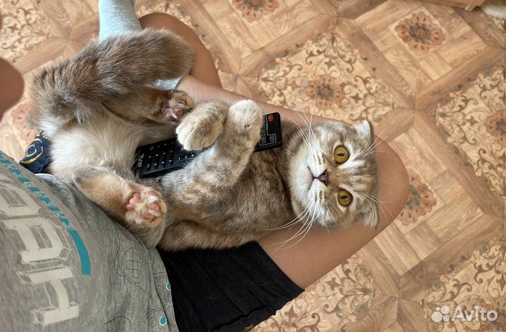 Шотландская вислоухая кошка