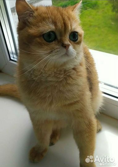 Малыш-эксклюзивчик золотая шиншиллла с родословной