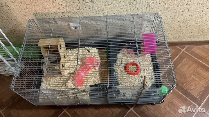 Хомяк с клеткой