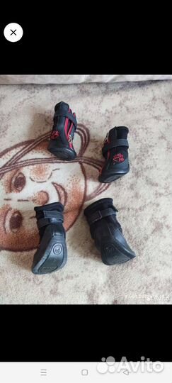 Обувь для собак