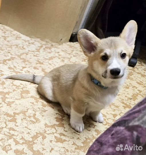 Вельш-корги пемброк