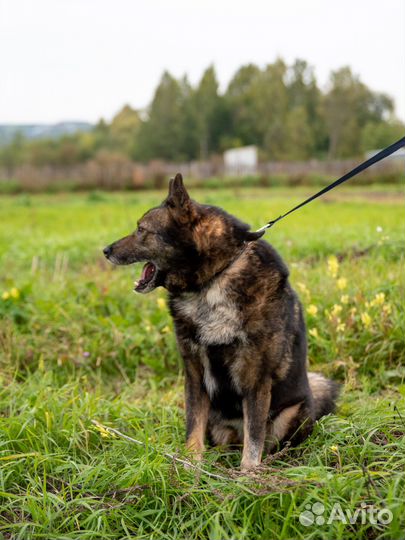Собака в добрые руки отдам бесплатно