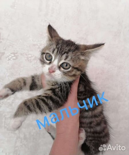 Котята в дар