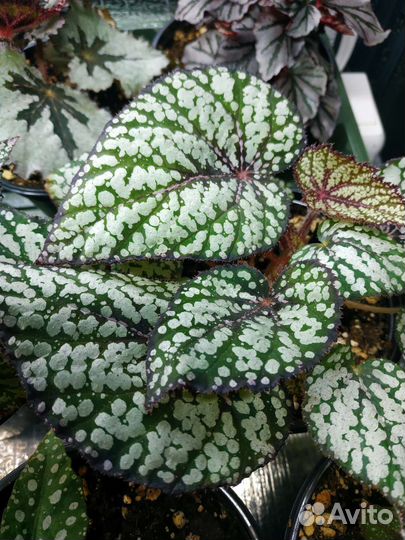 Бегония декоративно-лиственная на срез