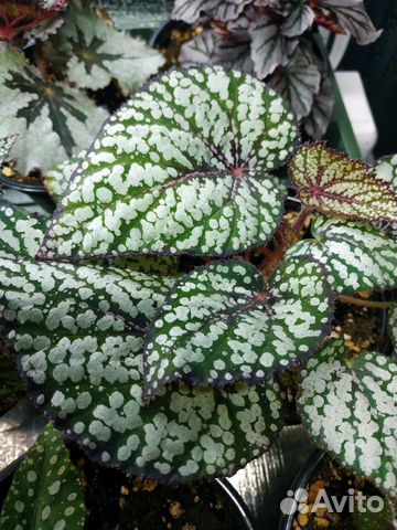 Бегония декоративно-лиственная на срез