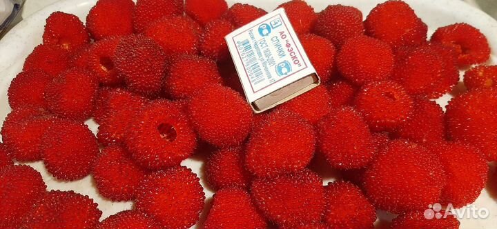 Тибетская малина саженцы норвежская ежемалина