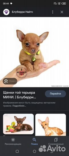 Продам мини той-терьера, девочка. Фото в личку