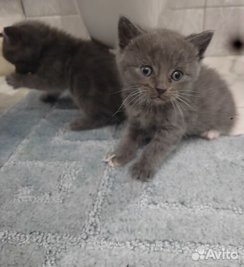 Шотландские котята