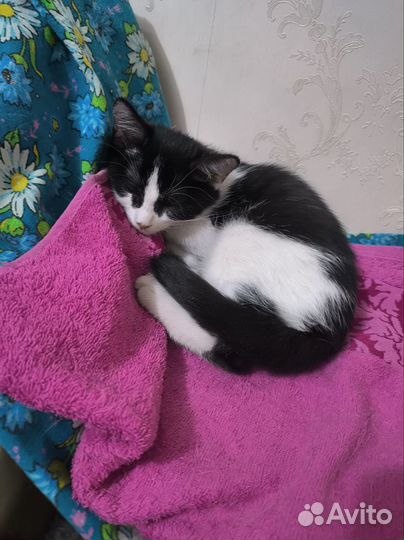 Котенок девочка в добрые руки