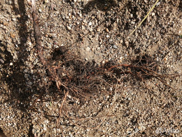 Саженцы крыжовника