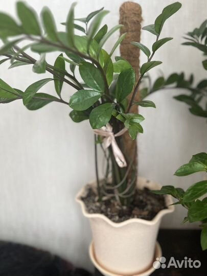 Цветок Замиокулкас Замифолия 55 см высота