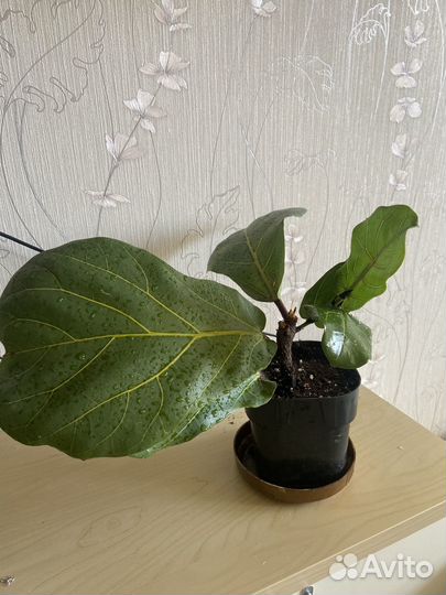 Фикус лирата