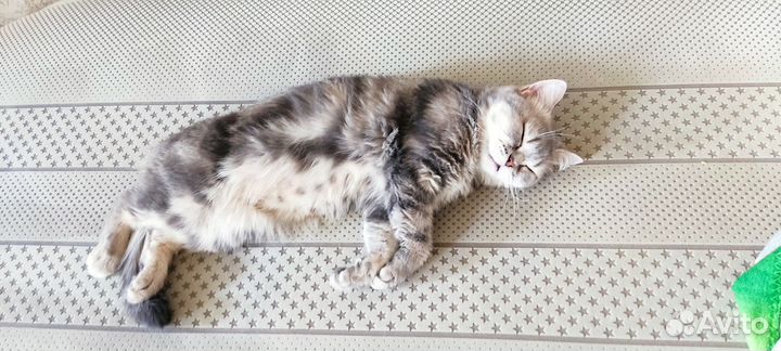 Кошка