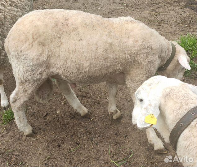 Барашек на 50% Куйбышевская порода