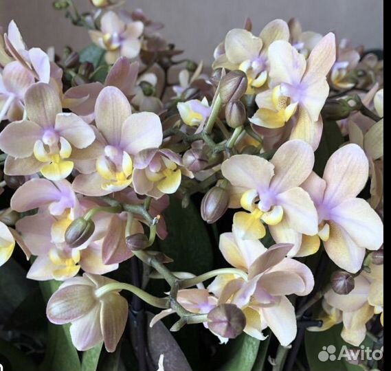 Орхидея парфюмерка пень