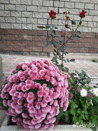 Хризантемы мультифлора