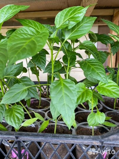 Рассада овощей