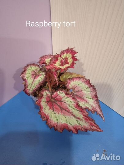 Бегония декоративно лиственная