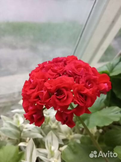 Черенки элитных пеларгоний