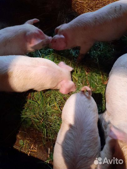 Поросенок ландрас, дюрок