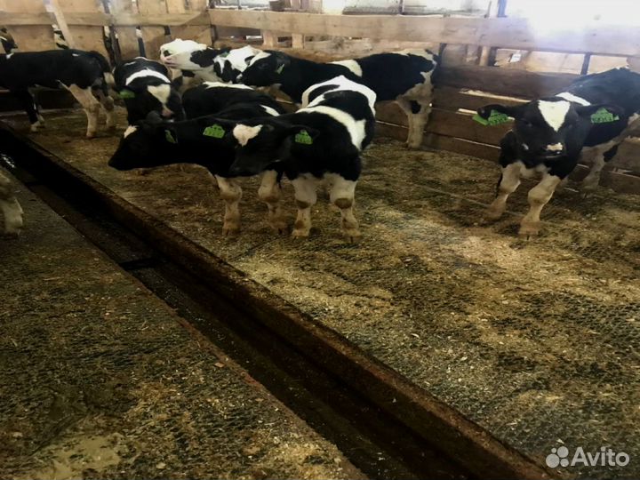 Бычки, телки