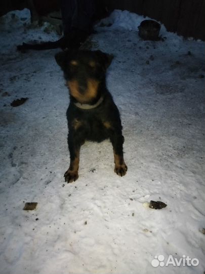 Продаю щенков, 4 девочки осталось