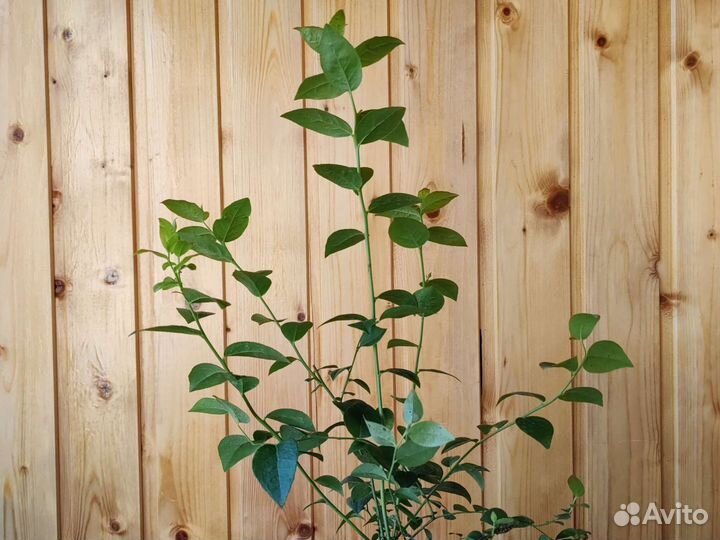 Саженцы голубики