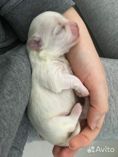 Щенок белый бесплатно