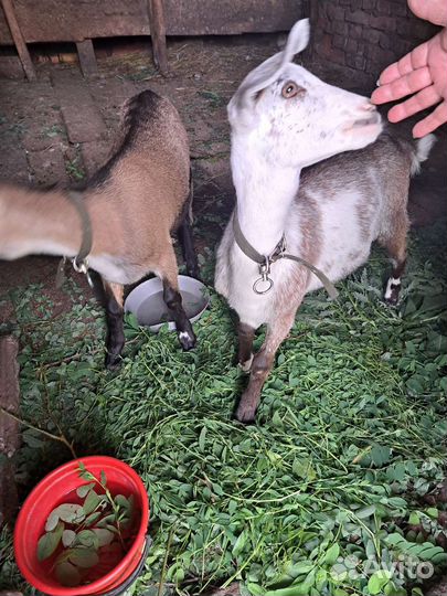 Козочки нубийские