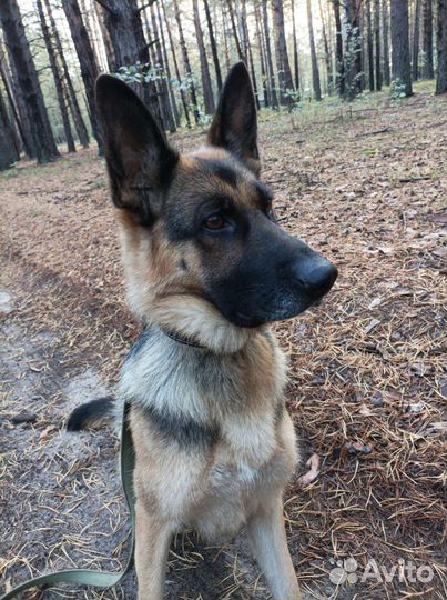 Собака немецкая овчарка девочка