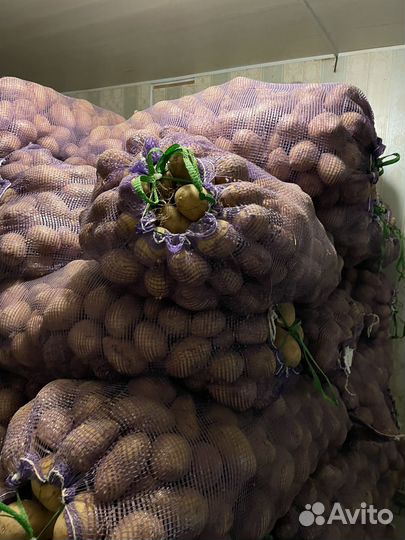 Семенной картофель, овощи