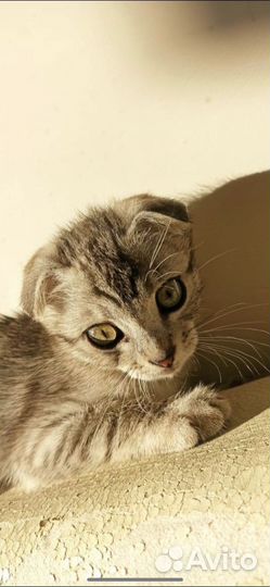 Передержка животных