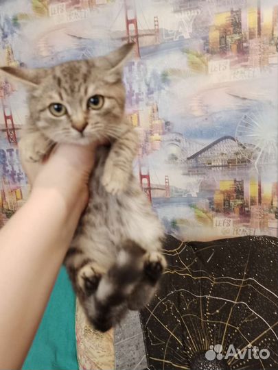 Котенок очень ище дом