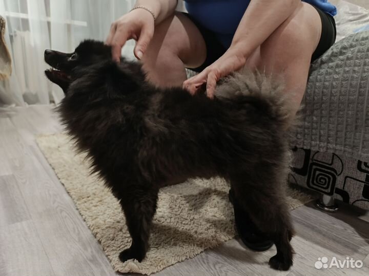 Кобель для вязки немецкий шпиц