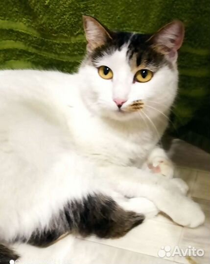 Ласковая кошечка