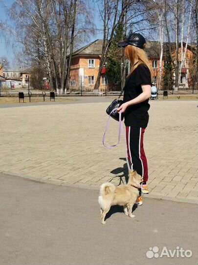 Вязка кобель чихуахуа