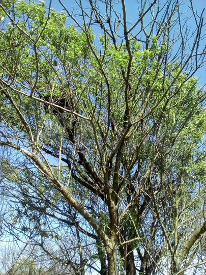 Участок 8,5 сот. (ИЖС)