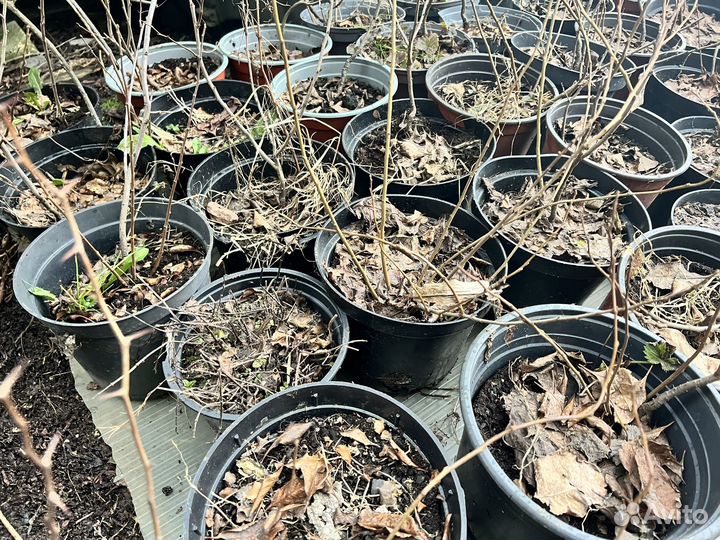 Айва японская саженцы (Хеномелес)