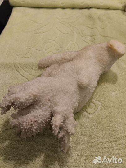 Кораллы Стагхорн и раковина из Тихого океана