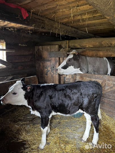 Корова с телёнком